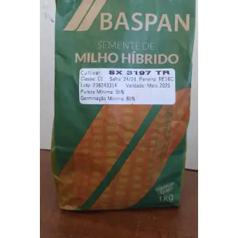 Semente MILHO Hibrido SX3197 TR Baspan RR 1 KG
