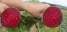 1bff9919-b819-4a12-afd8-23ccb0fae584.png